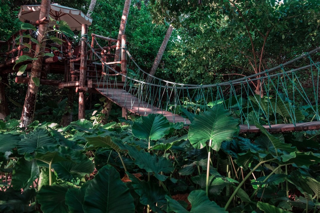 Kirimiri Forest（自然景观 / 徒步）-非行家旅行-Africa Wild Wander