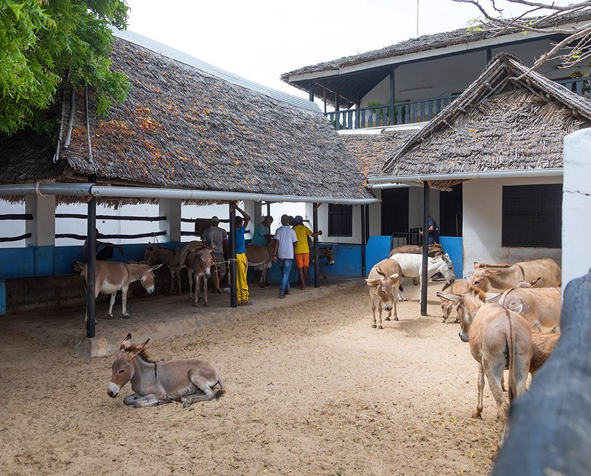 Lamu Donkey Sanctuary（拉穆驴保护中心）-非行家旅行-Africa Wild Wander