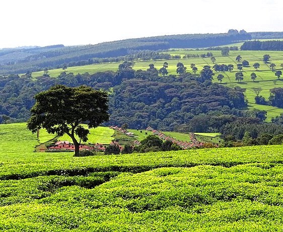 Chelimo Arboretum（森林 / 树木园）