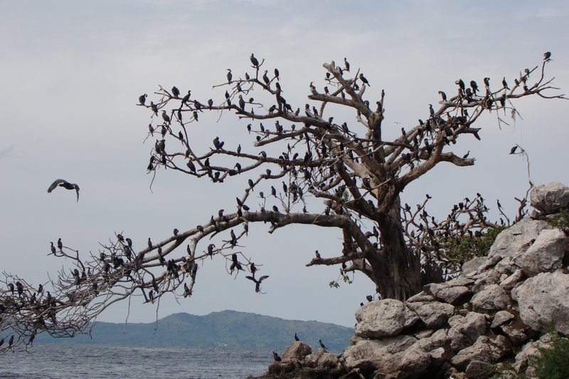 Mbasa Island（水系 / 湖泊 / 海岸）-非行家旅行-Africa Wild Wander