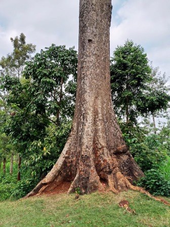 Mutunguruni Tree（穆通古鲁尼古树）-非行家旅行-Africa Wild Wander