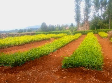Weru Tea Factory（韦鲁茶厂）-非行家旅行-Africa Wild Wander