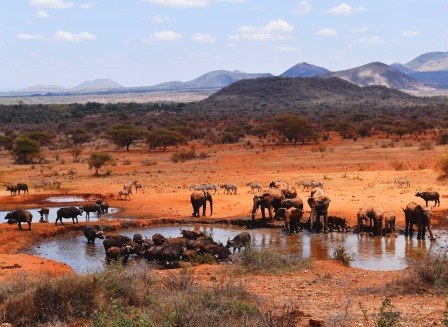 Kilaguni Safari Lodge（Tsavo West / 火山与泉水）-非行家旅行-Africa Wild Wander