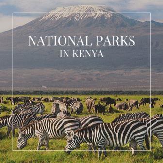 Safari Essentials（国家公园 / 保护区 / Safari）-非行家旅行-Africa Wild Wander