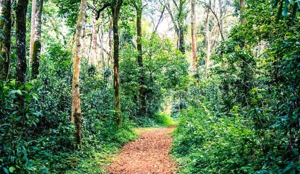 Kakamega Forest（卡卡梅加森林）-非行家旅行-Africa Wild Wander