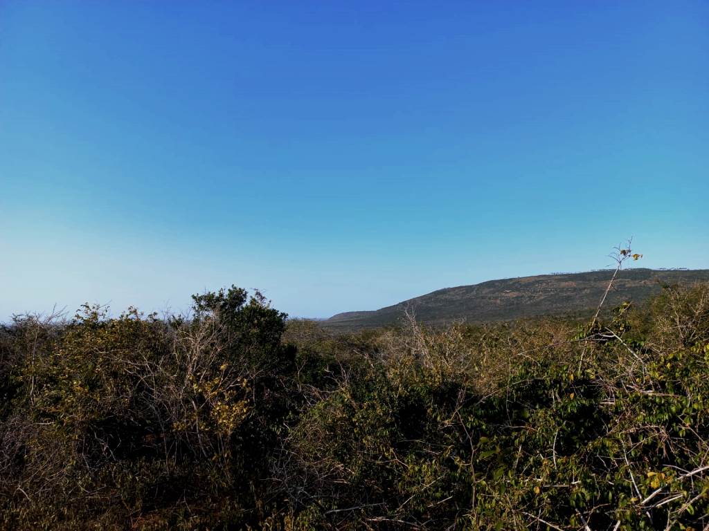 Mwangea Hill Forest（自然景观 / 徒步）-非行家旅行-Africa Wild Wander