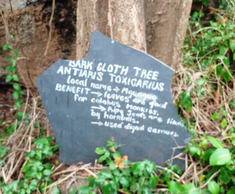 Fikirini Caves（斯瓦希里遗产 / 文化景观）-非行家旅行-Africa Wild Wander