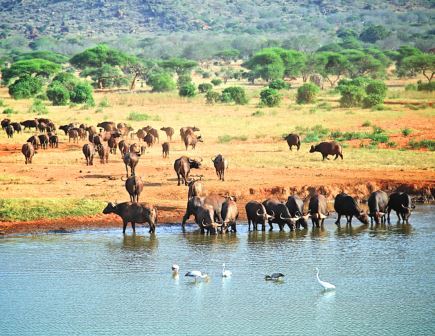 Voi Wildlife Lodge（Tsavo East / 野生动物）-非行家旅行-Africa Wild Wander