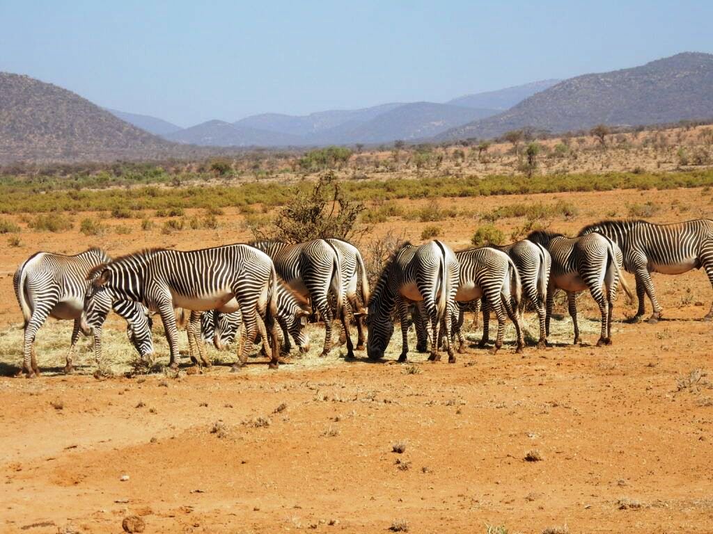 El Barta Plains（山地 / 高原 / 荒漠地貌）-非行家旅行-Africa Wild Wander
