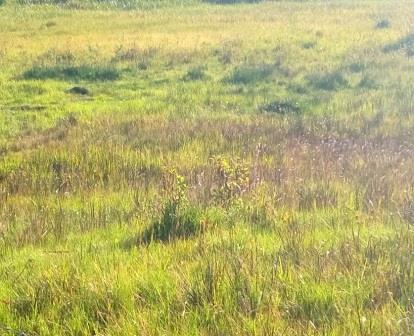 Kiplolok Springs（产业 / 地方资源）-非行家旅行-Africa Wild Wander