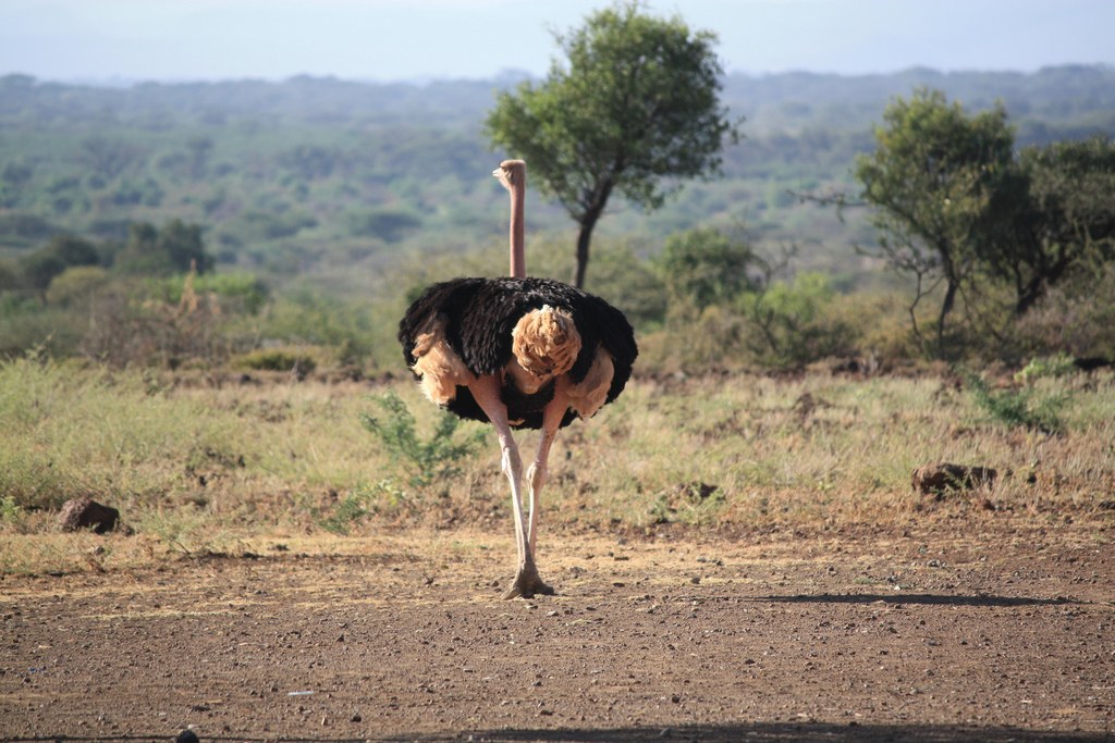 Kabarion Conservancy-非行家旅行-Africa Wild Wander