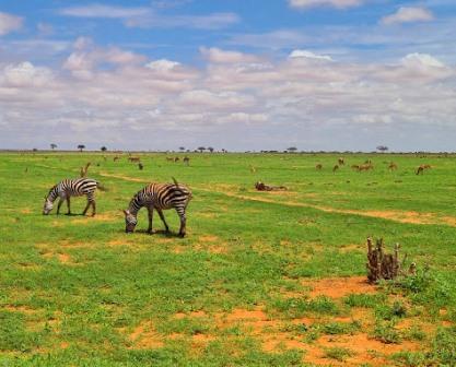 Ashnil Aruba Lodge（Tsavo East / 野生动物）-非行家旅行-Africa Wild Wander