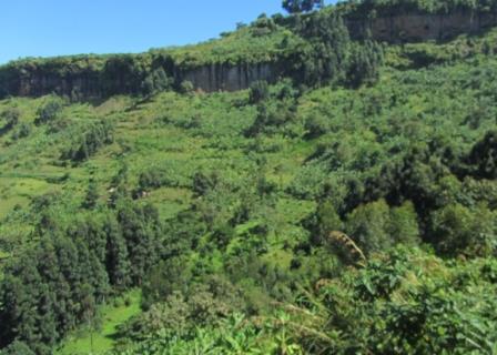 Forests of Kenya（自然景观 / 徒步）-非行家旅行-Africa Wild Wander
