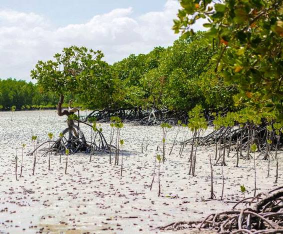 Mida Creek（水系 / 湖泊 / 海岸）-非行家旅行-Africa Wild Wander