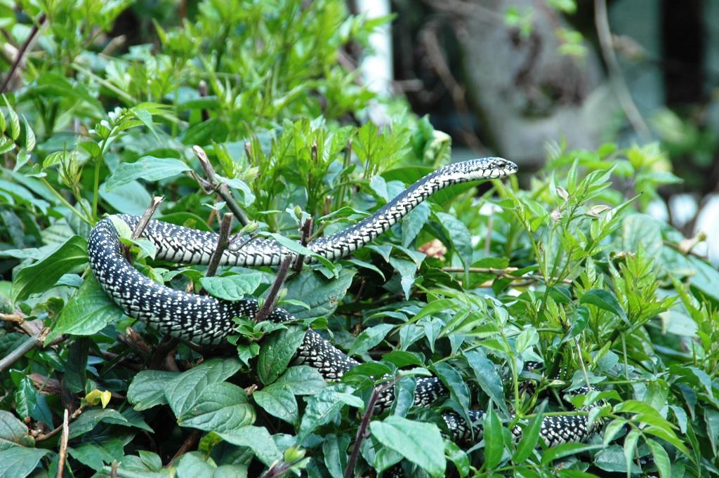 Mnarani Snake Park（历史遗产 / 博物馆）-非行家旅行-Africa Wild Wander