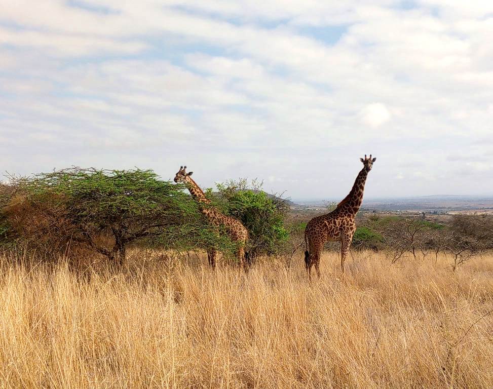 Athi Kapiti Conservancy（Athi-Kapiti / Lukenya 生态）-非行家旅行-Africa Wild Wander