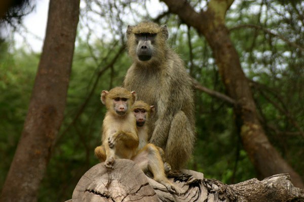 Tana Primate Reserve（水系 / 湖泊 / 海岸）-非行家旅行-Africa Wild Wander