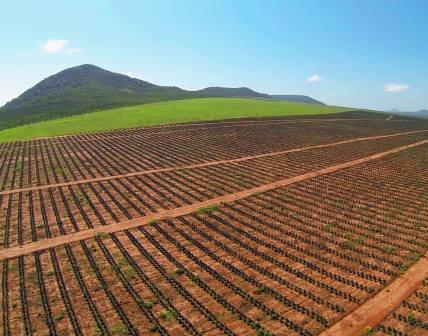 Teita Sisal Estate（农业 / 庄园）-非行家旅行-Africa Wild Wander
