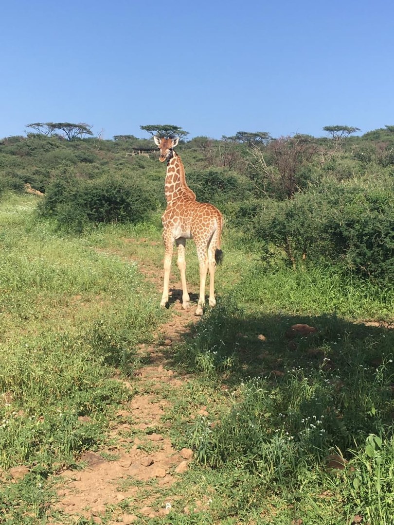 Ruko Conservancy-非行家旅行-Africa Wild Wander