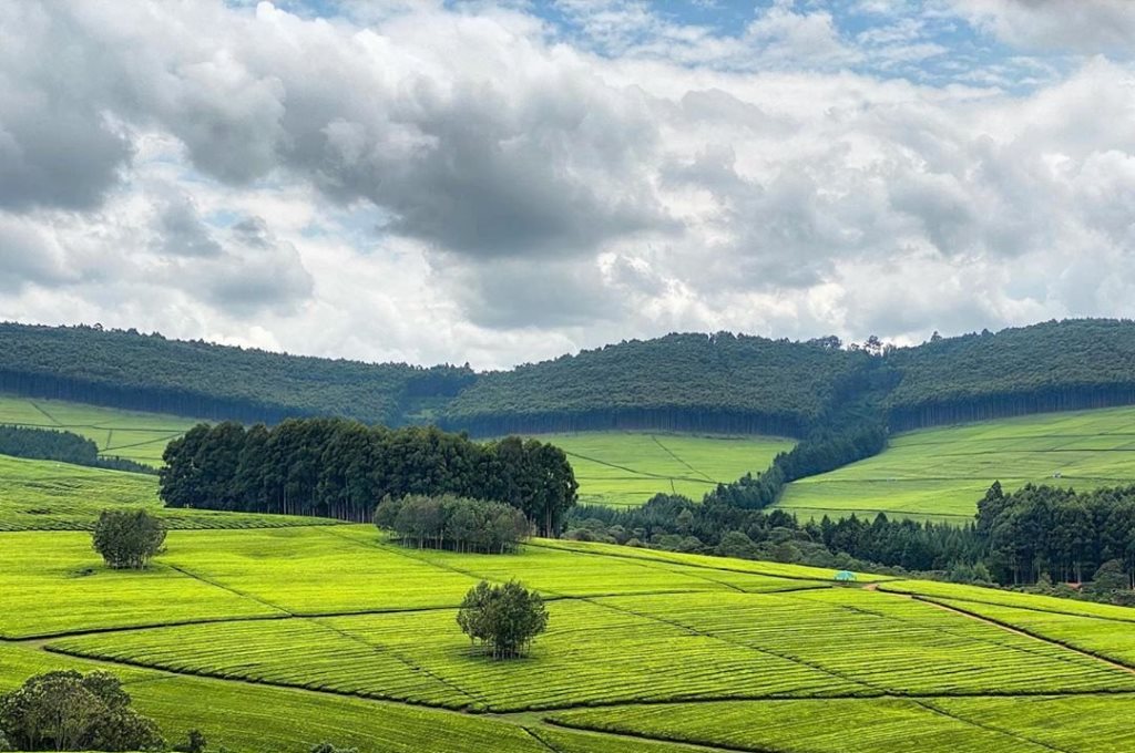 Nyamira County（尼亚米拉县）-非行家旅行-Africa Wild Wander