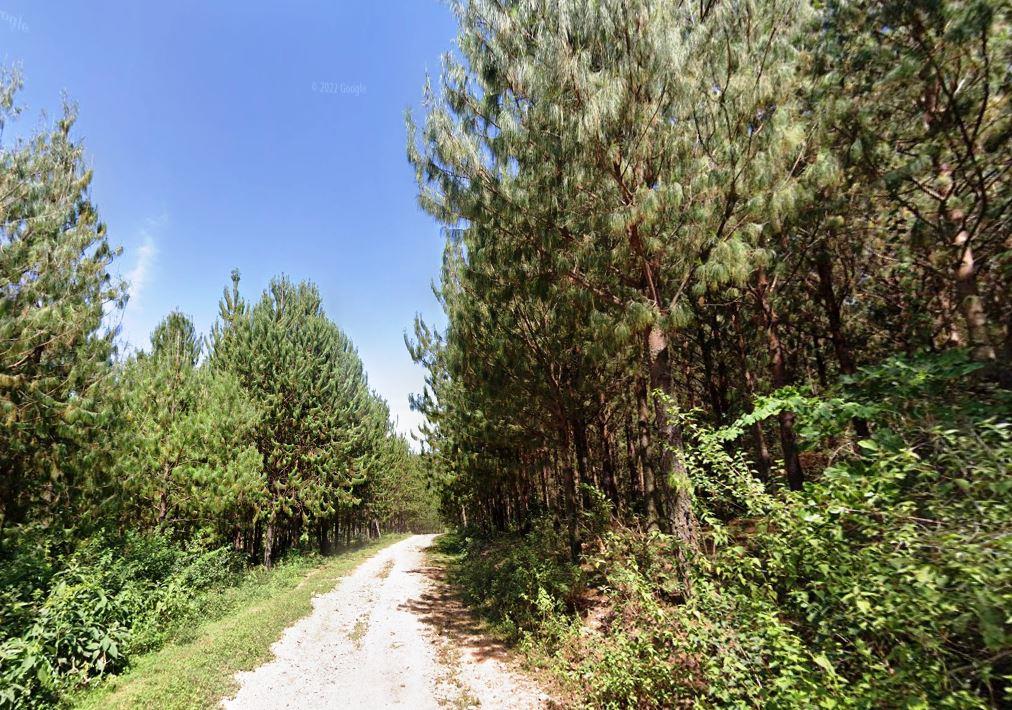 Nyangweta Forest（自然景观 / 徒步）-非行家旅行-Africa Wild Wander