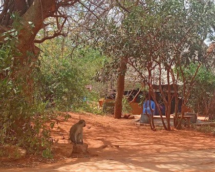 Rukinga Wildlife Sanctuary（保护地 / 私营保护区）-非行家旅行-Africa Wild Wander