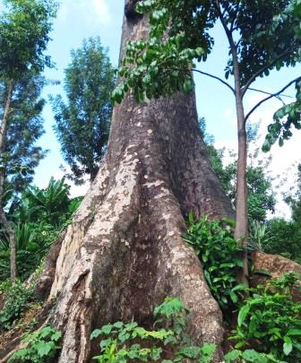 Mutunguruni Tree（穆通古鲁尼古树）-非行家旅行-Africa Wild Wander