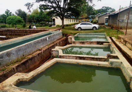 Sagana Fisheries（萨加纳渔业中心）-非行家旅行-Africa Wild Wander