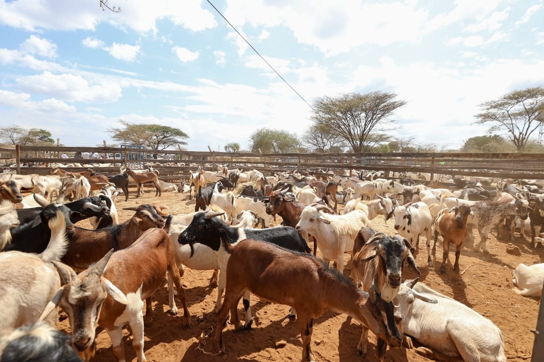 Kimalel Goat Auction-非行家旅行-Africa Wild Wander