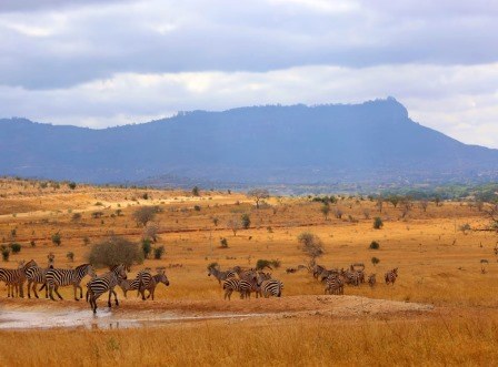 Sarova Salt Lick Lodge（萨罗瓦盐舔野生动物旅舍）-非行家旅行-Africa Wild Wander