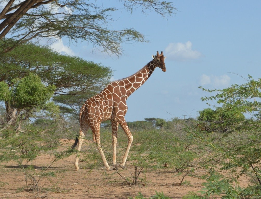 Bour-Algi Giraffe Sanctuary（国家公园 / 保护区 / Safari）-非行家旅行-Africa Wild Wander
