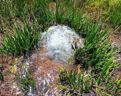 Kiplolok Springs（产业 / 地方资源）-非行家旅行-Africa Wild Wander