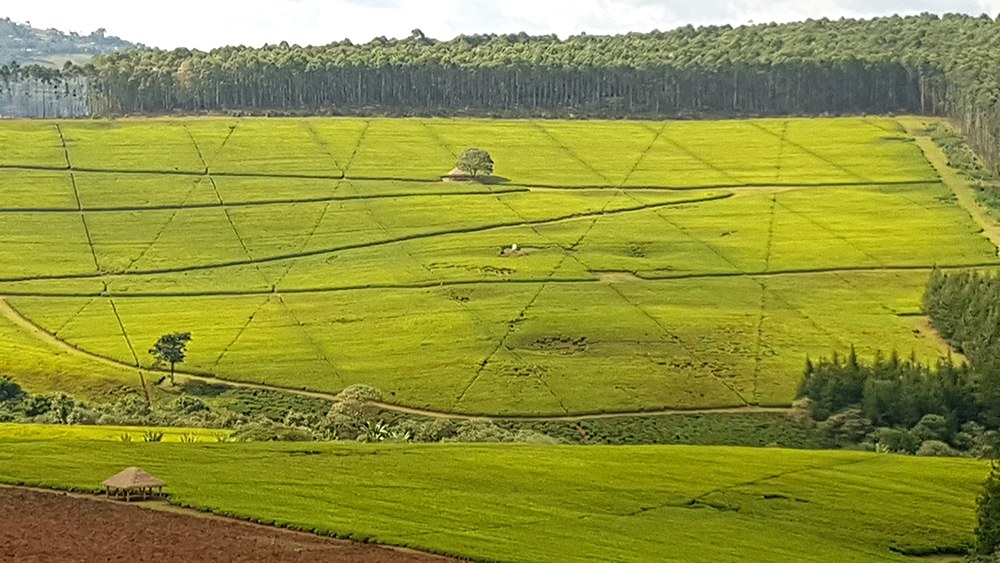 Kipkebe Tea Factory（旅行指南）-非行家旅行-Africa Wild Wander