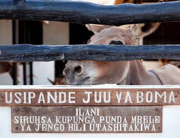 Lamu Donkey Sanctuary（拉穆驴保护中心）-非行家旅行-Africa Wild Wander