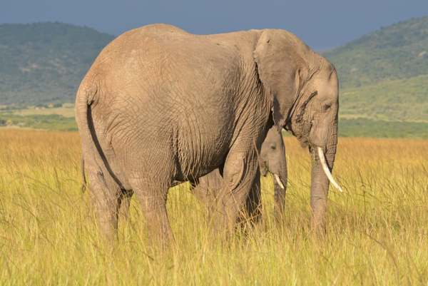 Kisumu Impala Sanctuary, Ndere Island National Park, Mwingi National Reserve, South Kitui National Reserve, Shimba Hills National Reserve（水系 / 湖泊 / 海岸）-非行家旅行-Africa Wild Wander