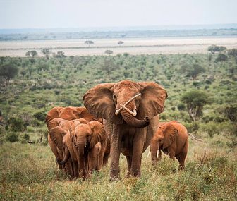 Ithumba Camp(伊通巴营地)-非行家旅行-Africa Wild Wander