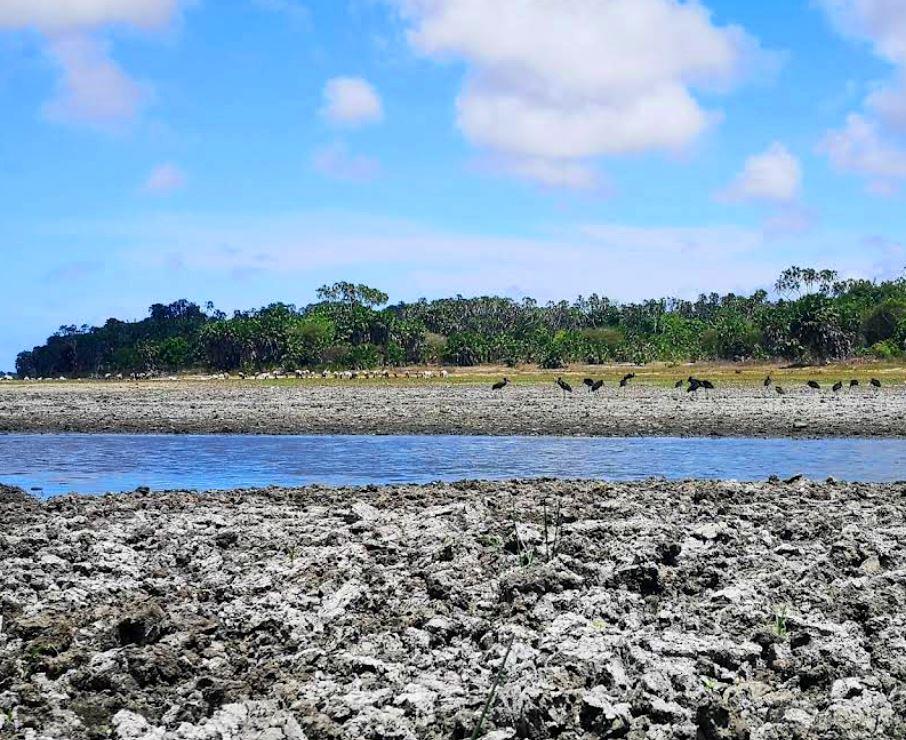Lake Kenyatta（水系 / 红树林）-非行家旅行-Africa Wild Wander