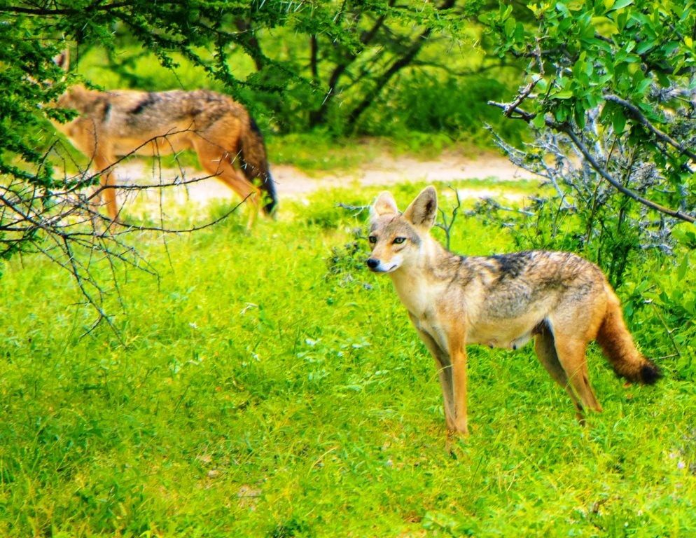 Sabuli Conservancy（国家公园 / 保护区 / Safari）-非行家旅行-Africa Wild Wander