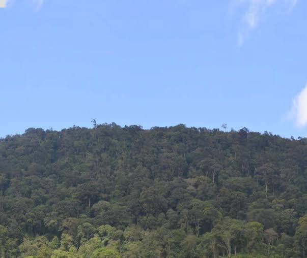 Forests of Kenya（自然景观 / 徒步）-非行家旅行-Africa Wild Wander