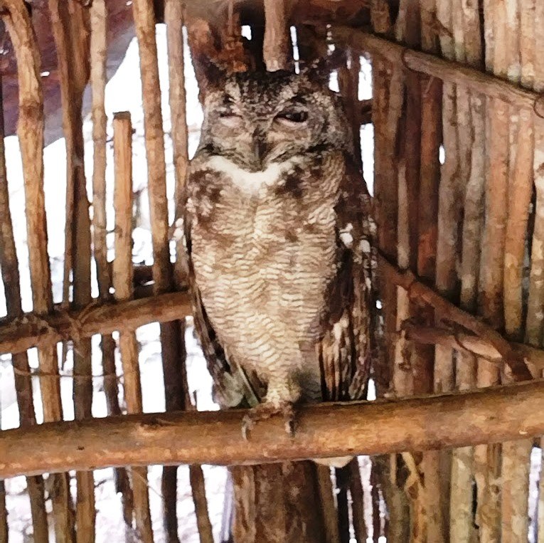 Falconry of Kenya（国家公园 / 保护区 / Safari）-非行家旅行-Africa Wild Wander