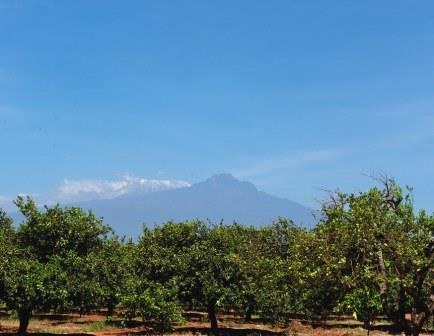 Gicheha Farm（农业 / 庄园）-非行家旅行-Africa Wild Wander