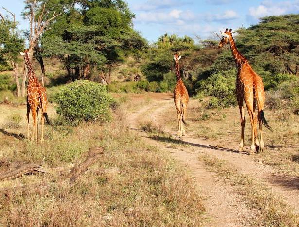 Buffalo Springs Reserve（水系 / 湖泊 / 海岸）-非行家旅行-Africa Wild Wander