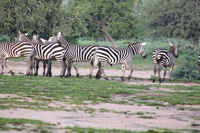 Arawale National Reserve（水系 / 湖泊 / 海岸）-非行家旅行-Africa Wild Wander
