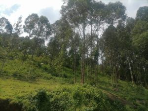 Chetambe Fort（历史遗产 / 博物馆）-非行家旅行-Africa Wild Wander