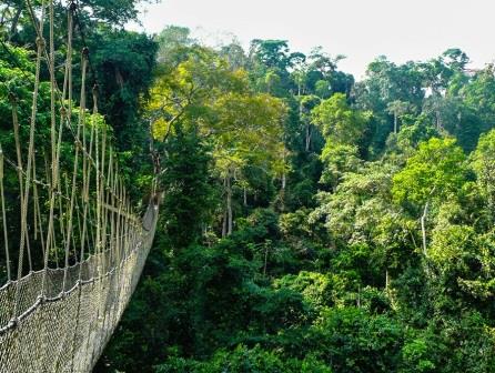 Ngare Ndare Forest(恩加雷恩达雷森林)-非行家旅行-Africa Wild Wander