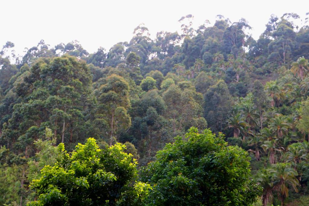 Ngaya Forest（森林 / 水源地）-非行家旅行-Africa Wild Wander