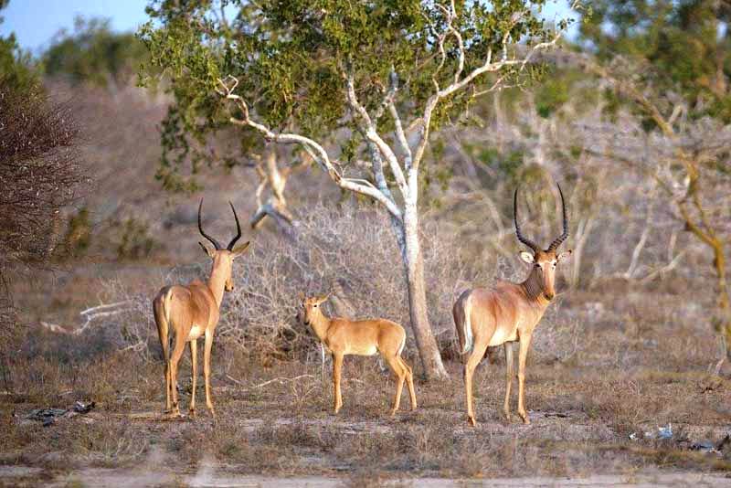 Coast, Safaris, Fauna & Flora（水系 / 湖泊 / 海岸）-非行家旅行-Africa Wild Wander