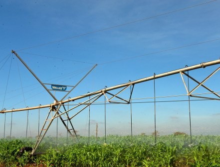 Gicheha Farm（农业 / 庄园）-非行家旅行-Africa Wild Wander