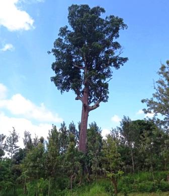 Mutunguruni Tree（穆通古鲁尼古树）-非行家旅行-Africa Wild Wander
