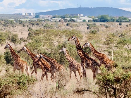 Athi Kapiti Conservancy（Athi-Kapiti / Lukenya 生态）-非行家旅行-Africa Wild Wander